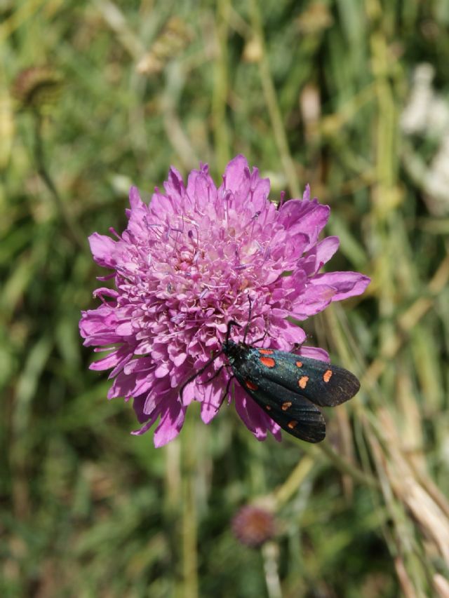 3^ aiutino - Zygaena (Zygaena) filipendulae e lonicerae